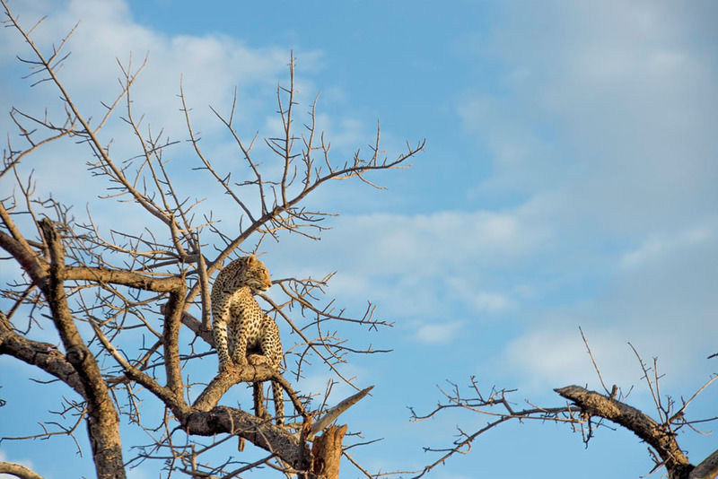 Impodimo Game Lodge Madikwe Vadrezervátum Kültér fotó