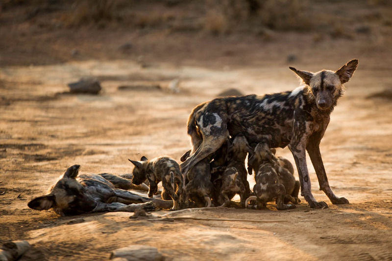 Impodimo Game Lodge Madikwe Vadrezervátum Kültér fotó