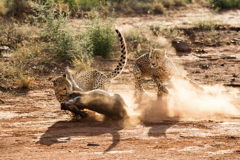 Impodimo Game Lodge Madikwe Vadrezervátum Kültér fotó