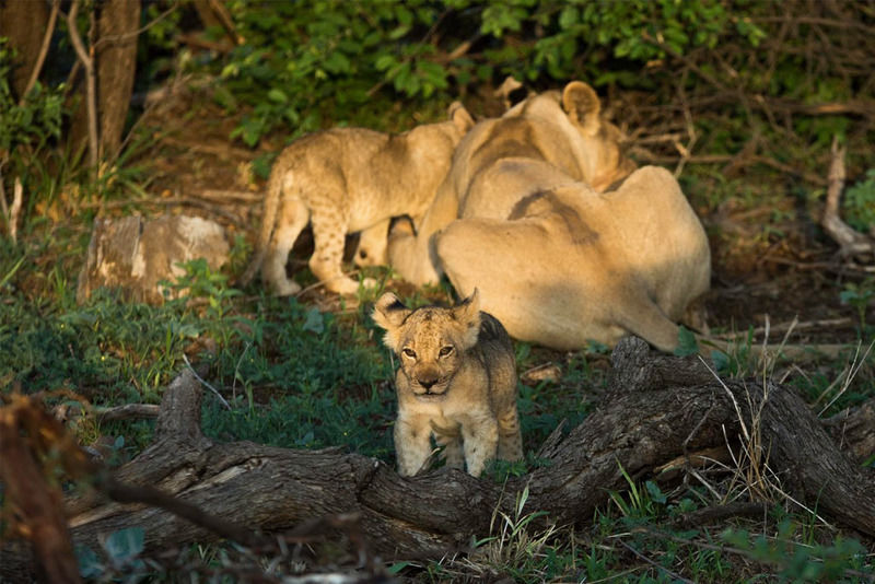 Impodimo Game Lodge Madikwe Vadrezervátum Kültér fotó