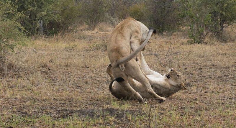 Impodimo Game Lodge Madikwe Vadrezervátum Kültér fotó