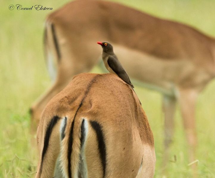 Impodimo Game Lodge Madikwe Vadrezervátum Kültér fotó