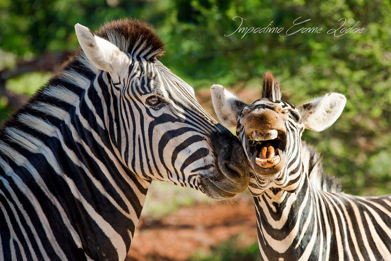 Impodimo Game Lodge Madikwe Vadrezervátum Kültér fotó